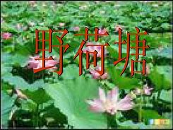 野荷塘安卓版小荷塘电脑版下载安装最新版